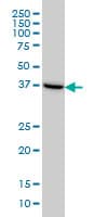 ASNA1 Antibody (clone 2H3)