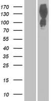 PRAGMIN / SGK223 Protein (Over-Expression Lysate Myc-DDK (Flag))
