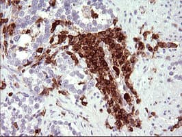 ICAM3 / CD50 Antibody (clone OTI1E7, Carrier-free)
