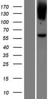 LGI4 Protein (Over-Expression Lysate Myc-DDK (Flag))
