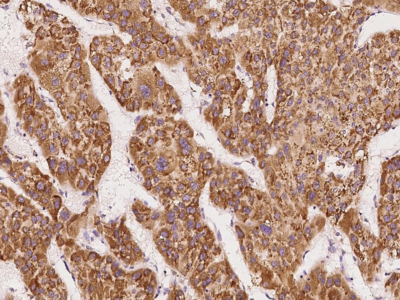DDOST / OST48 Antibody (Preservative Free)