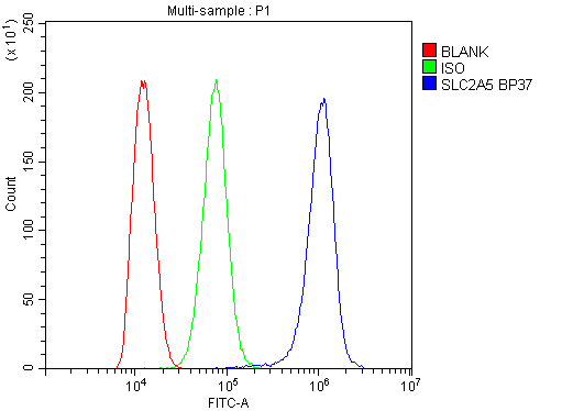 SLC2A5 / GLUT5 Antibody