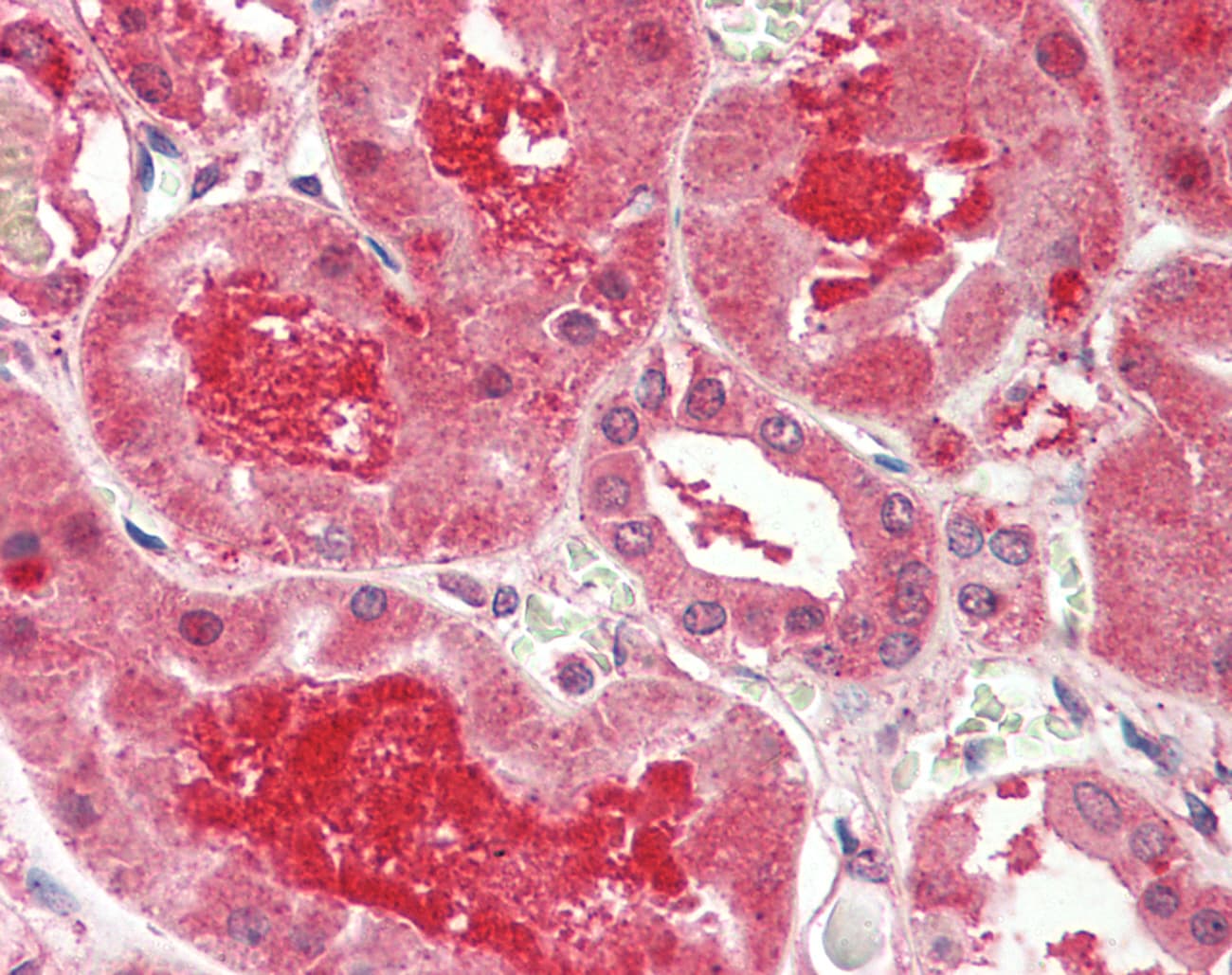 Polyclonal Rabbit anti-Human MFNG / Manic Fringe Antibody (C-Terminus, IHC, WB)
