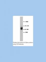 IHC-plus™ CD34 Antibody (aa366-382)