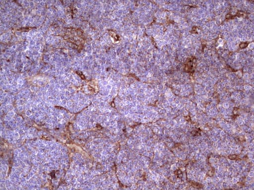 APOE / Apolipoprotein E Antibody (clone OTI1E6)