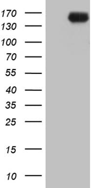 INPP5F Antibody (clone OTI1D4)