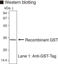 GST Tag Antibody (clone 3B2)
