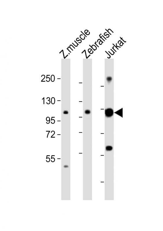 SRRT / ARS2 Antibody (aa733-766)
