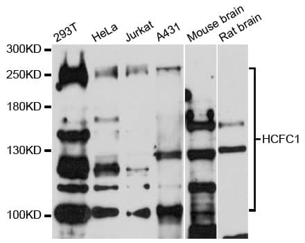 HCF1 / HCFC1 Antibody