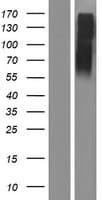 SLC2A14 Protein (Over-Expression Lysate Myc-DDK (Flag))