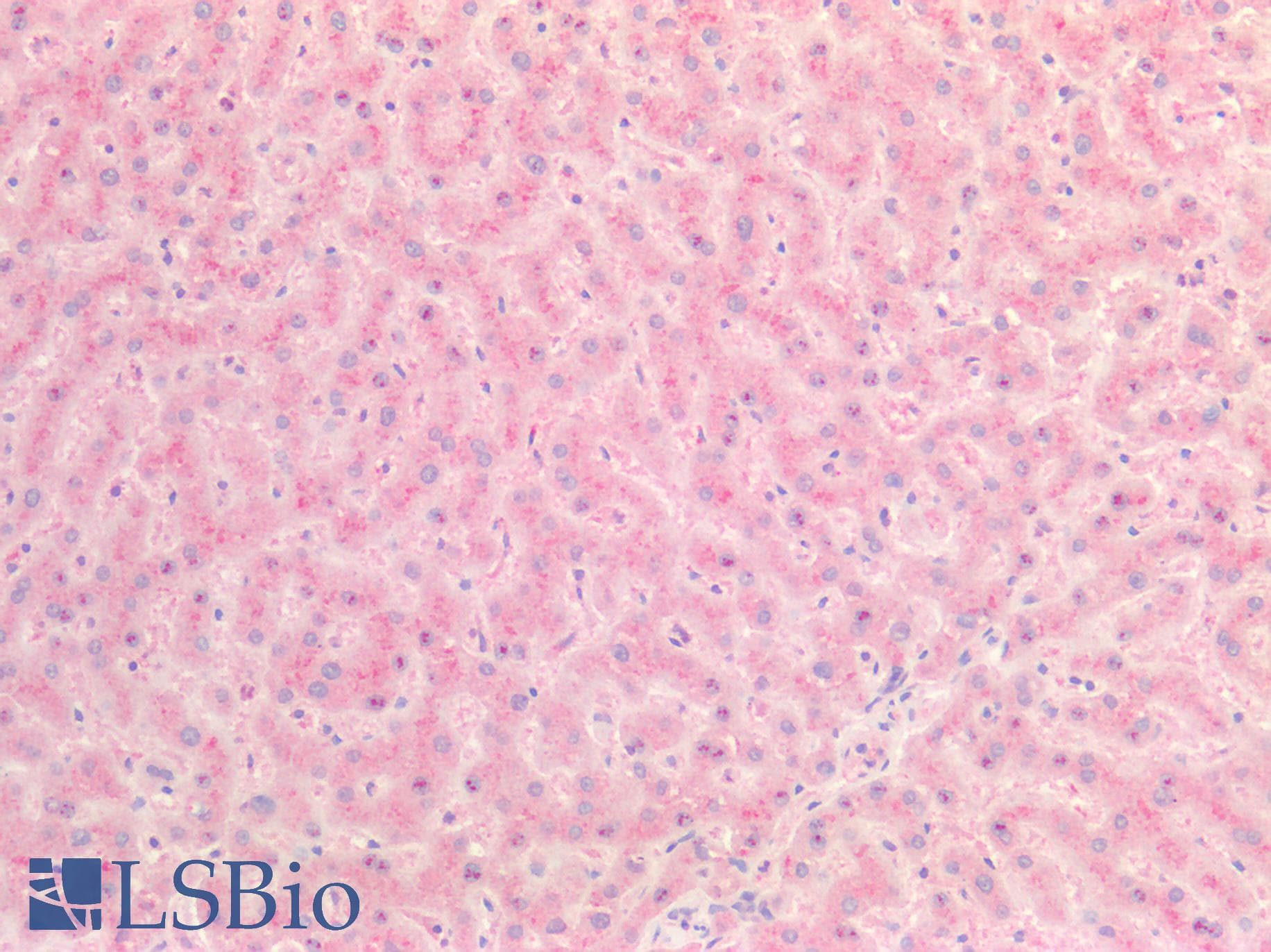 IHC-plus™ TTR / Transthyretin Antibody