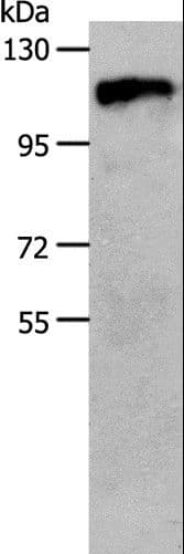 Polyclonal Rabbit anti-Human CSF1R / CD115 / FMS Antibody (WB)
