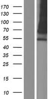 HEPACAM2 Protein (Over-Expression Lysate Myc-DDK (Flag))