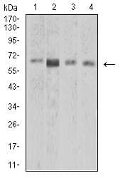 CPV-NS1 Antibody (clone 2B5B7)