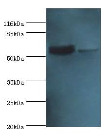 CRMP1 Antibody (aa1-572)