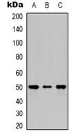 TUBB2A / Tubulin Beta 2A Antibody