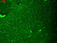 HCN4 Antibody (aa1019-1198, clone S114-10, PerCP)