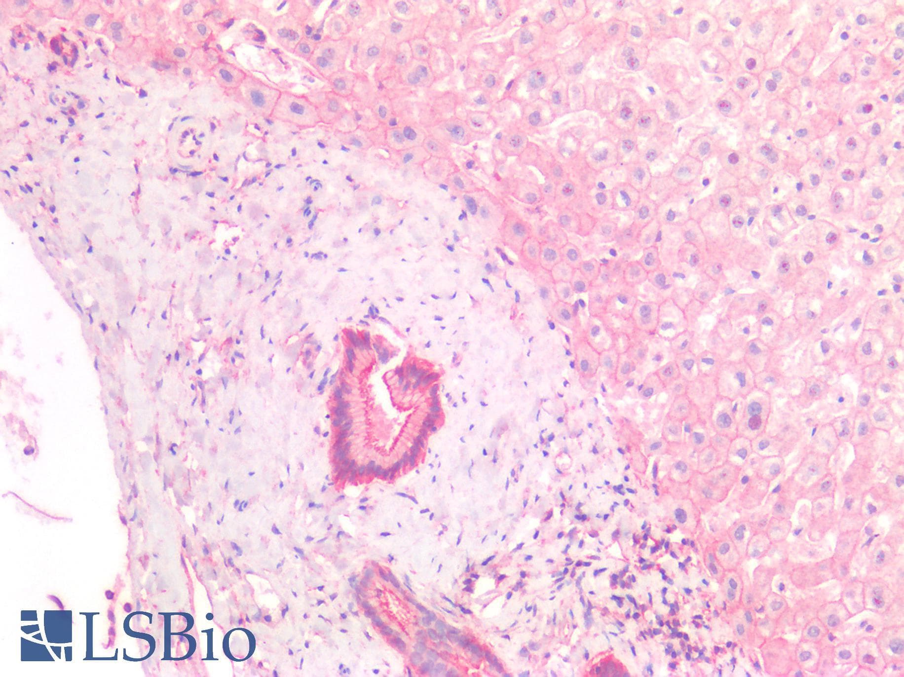 IHC-plus™ NTN1 / Netrin 1 Antibody