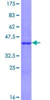 Human NUDT16 Protein (Recombinant GST)
