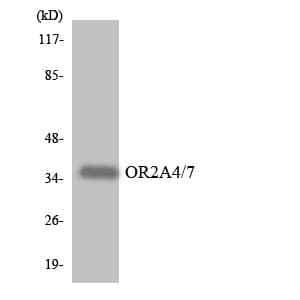 OR2A4+7 Antibody (aa221-270)