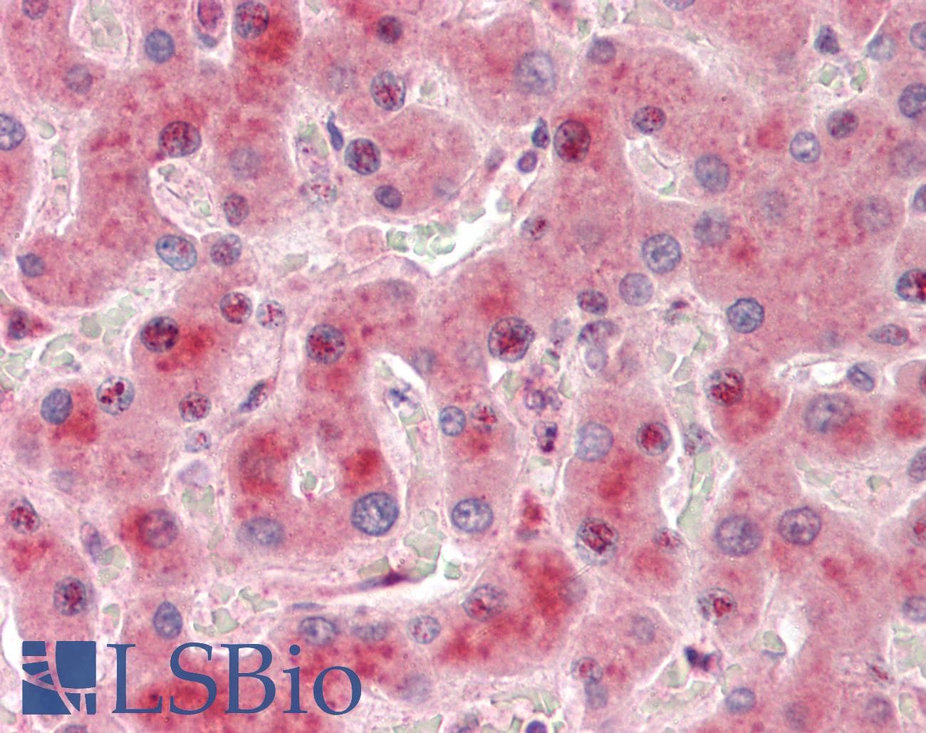 SIDT2 Antibody (aa72-121)
