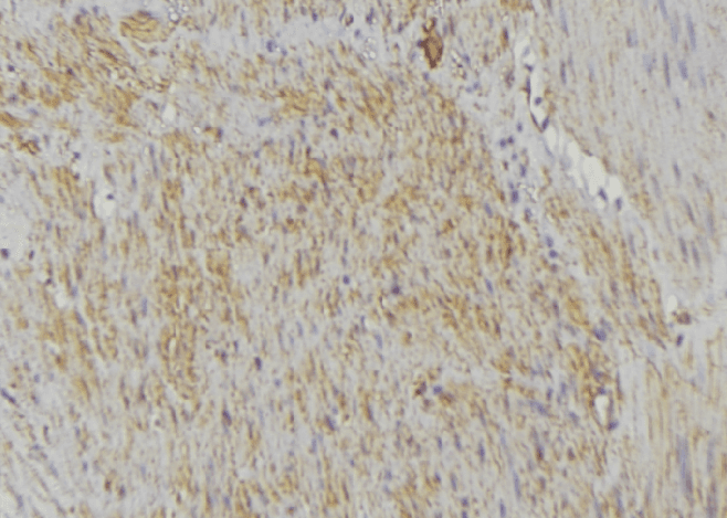COX5A Antibody