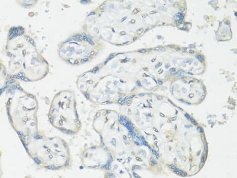 RBFOX3 / NEUN Antibody