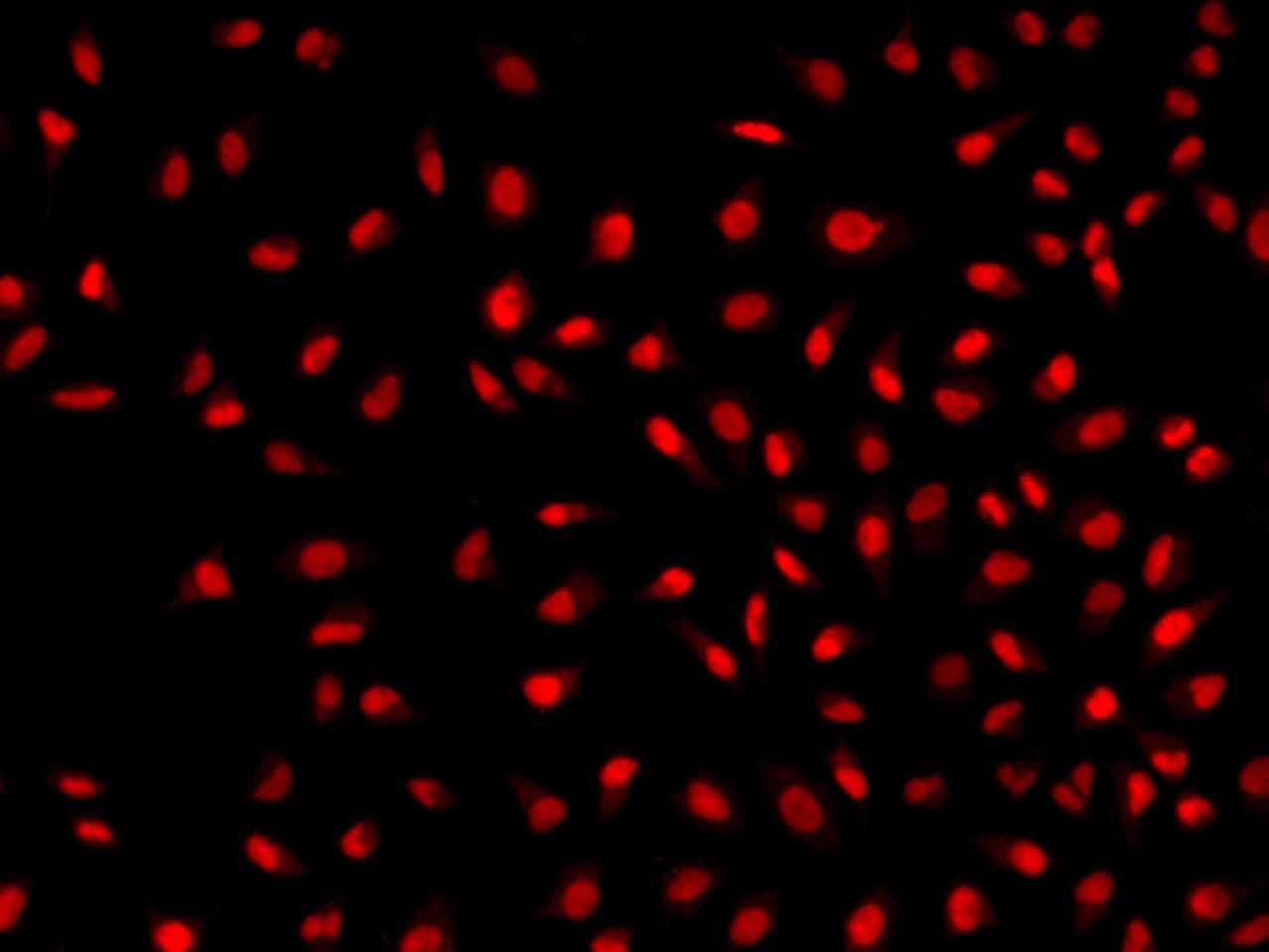 Polyclonal Rabbit anti-Human ARL6IP4 Antibody (IF)