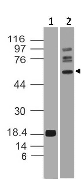 SMAD4 Antibody