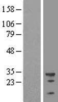 U2AF1 Protein (Over-Expression Lysate Myc-DDK (Flag))