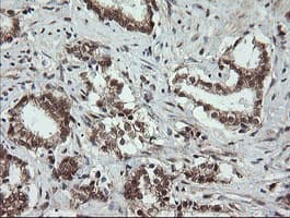 OTUB1 / OTU1 Antibody (clone OTI2H1, Carrier-free)