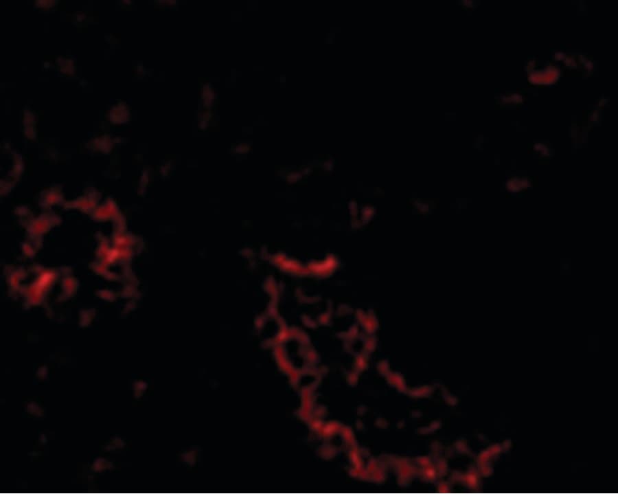 PathPlus™ Polyclonal Rabbit anti-Human ACE2 / ACE-2 Antibody (IHC, IF, WB)