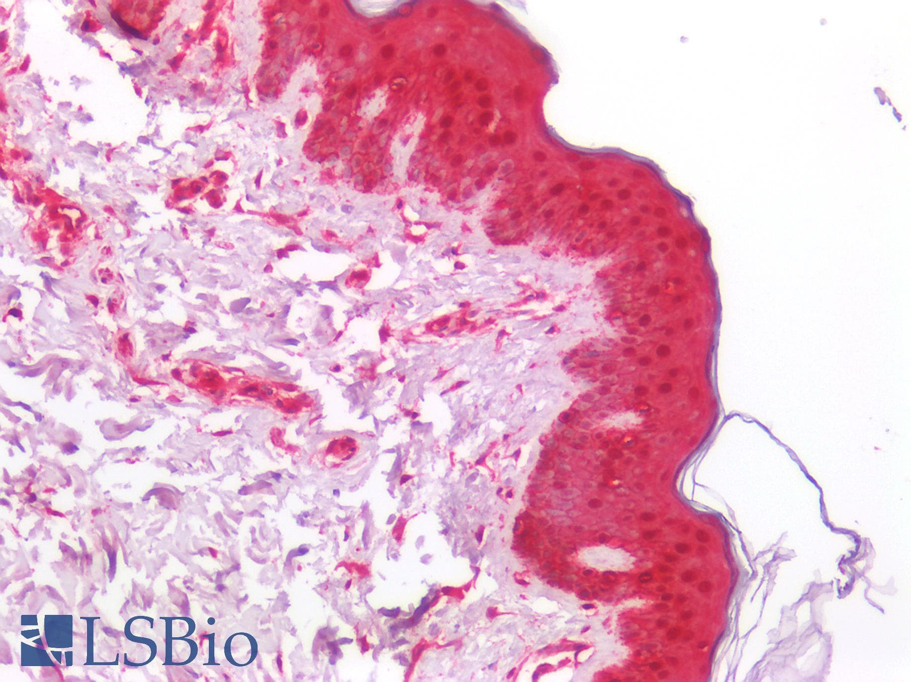 PathPlus™ Monoclonal Mouse anti-Human NDRG1 Antibody (clone 2D7, IHC, IF, WB)