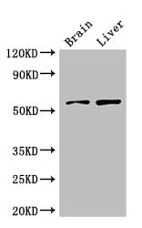 KCNA1 / Kv1.1 Antibody