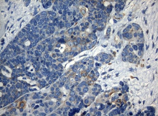 ZNF394 Antibody (aa1-296, clone OTI1G9)