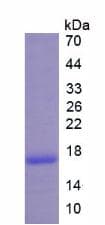 Human BLC / CXCL13 Protein (Recombinant His, N-Terminal)