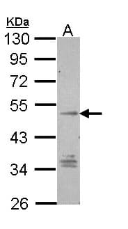 GPR137B Antibody (aa335-399)