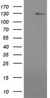 CD163 Antibody (clone OTI1H1, Carrier-free)