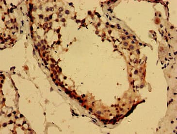 LYZL2 Antibody