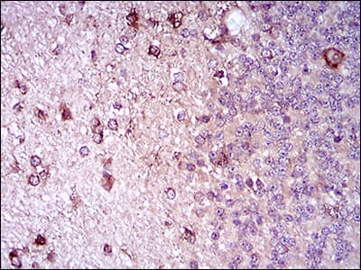 CD22 Antibody (aa621-725, clone 2H1C4)
