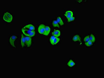 Alpha SNAP Antibody