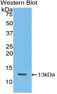 Polyclonal Rabbit anti-Dog CXCL10 / IP-10 Antibody (aa22-98, WB)