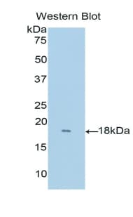 RNASE8 Antibody (aa19-154)