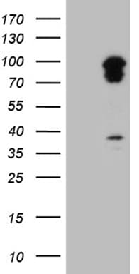 TRAFD1 / FLN29 Antibody (aa308-582, clone OTI3E8, Carrier-free)