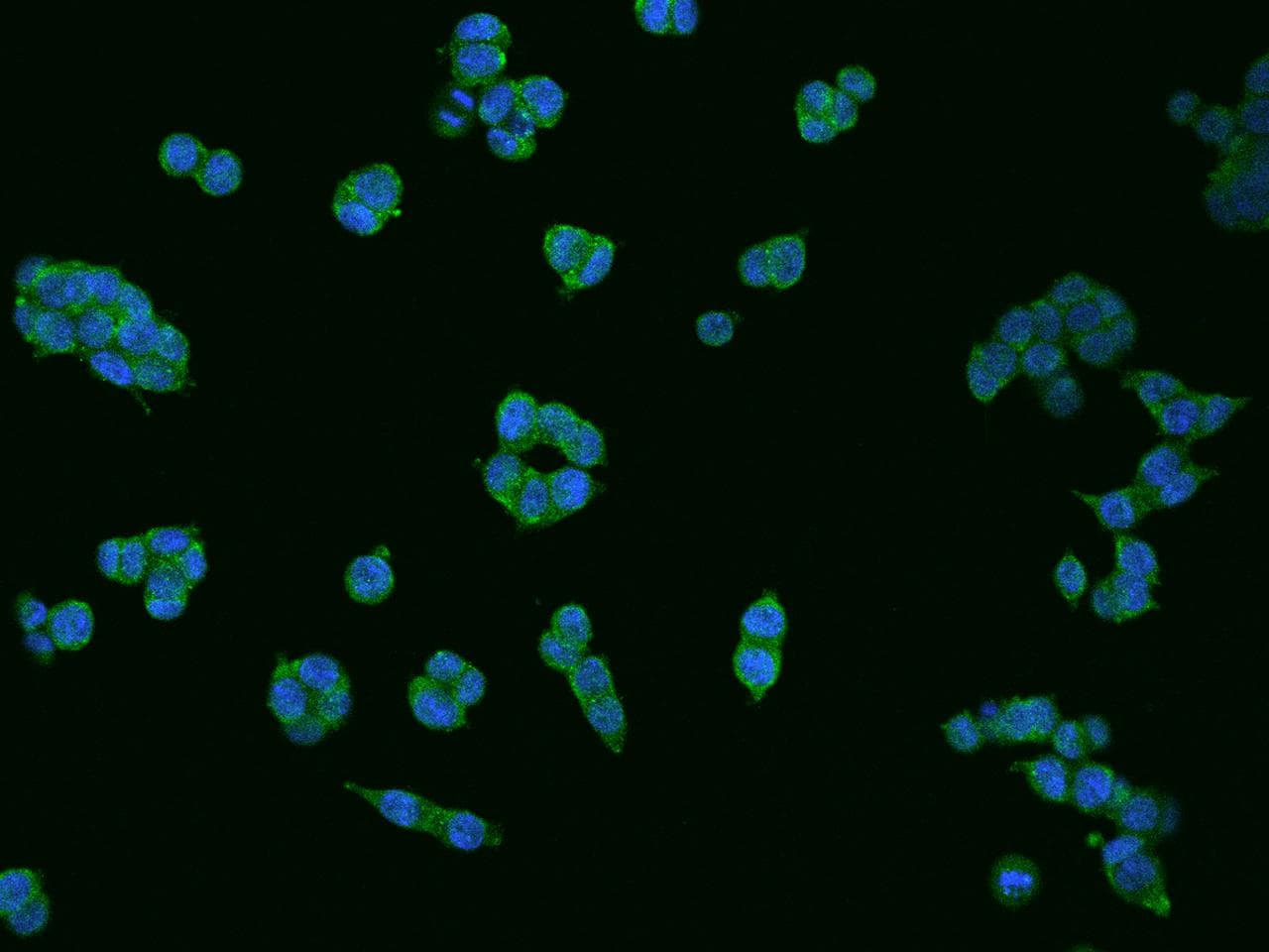 DDAH1 Antibody (Preservative Free)