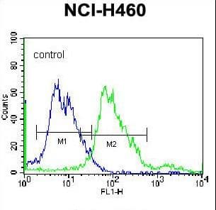 Polyclonal Rabbit anti-Human BEND4 Antibody (aa16-44, WB)