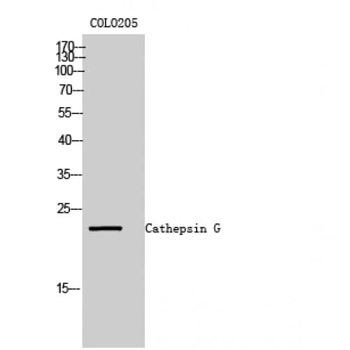 Polyclonal Rabbit anti-Human CTSG / Cathepsin G Antibody (Internal, WB)