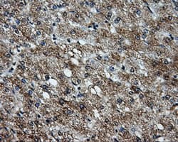 KIAA0153 / TTLL12 Antibody (clone OTI1A2)