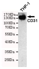 PECAM-1 / CD31 Antibody