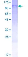 Human CWF19L2 Protein (Recombinant GST)